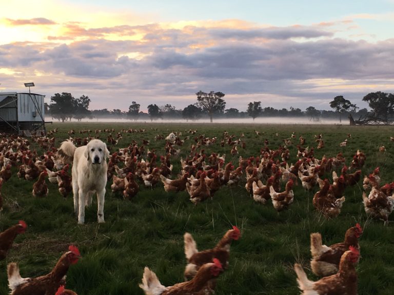 The Farm Holbrook Paddock Eggs