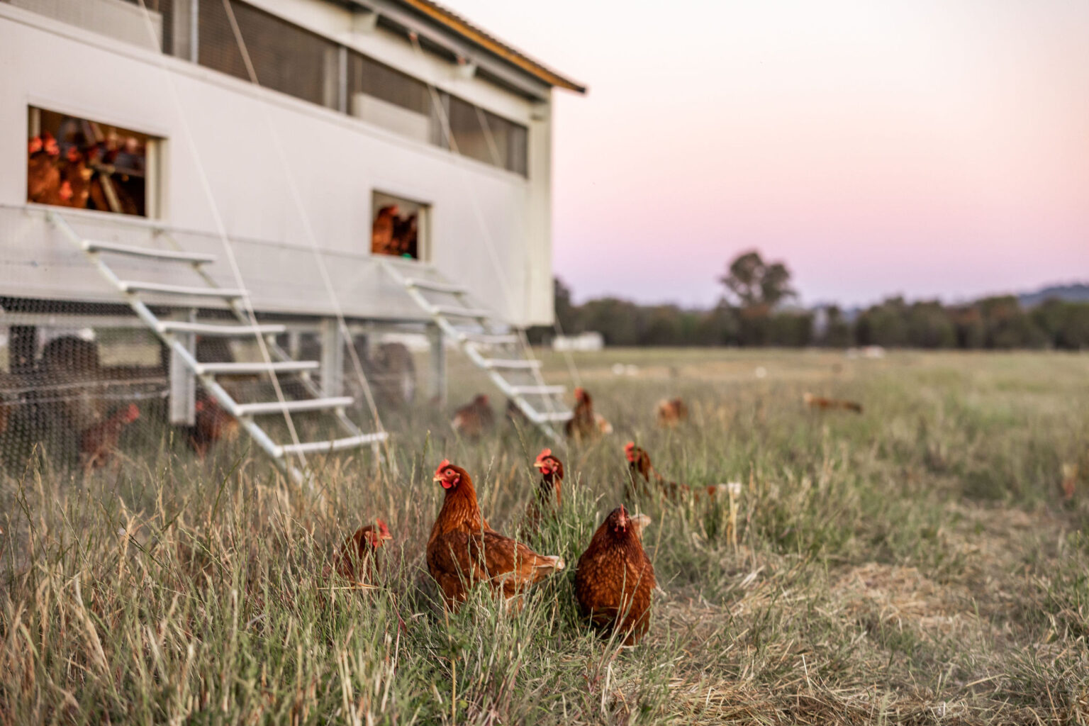 Free Range Rabbit Paddock Design Free Range Eggs – Holbrook Paddock Eggs
